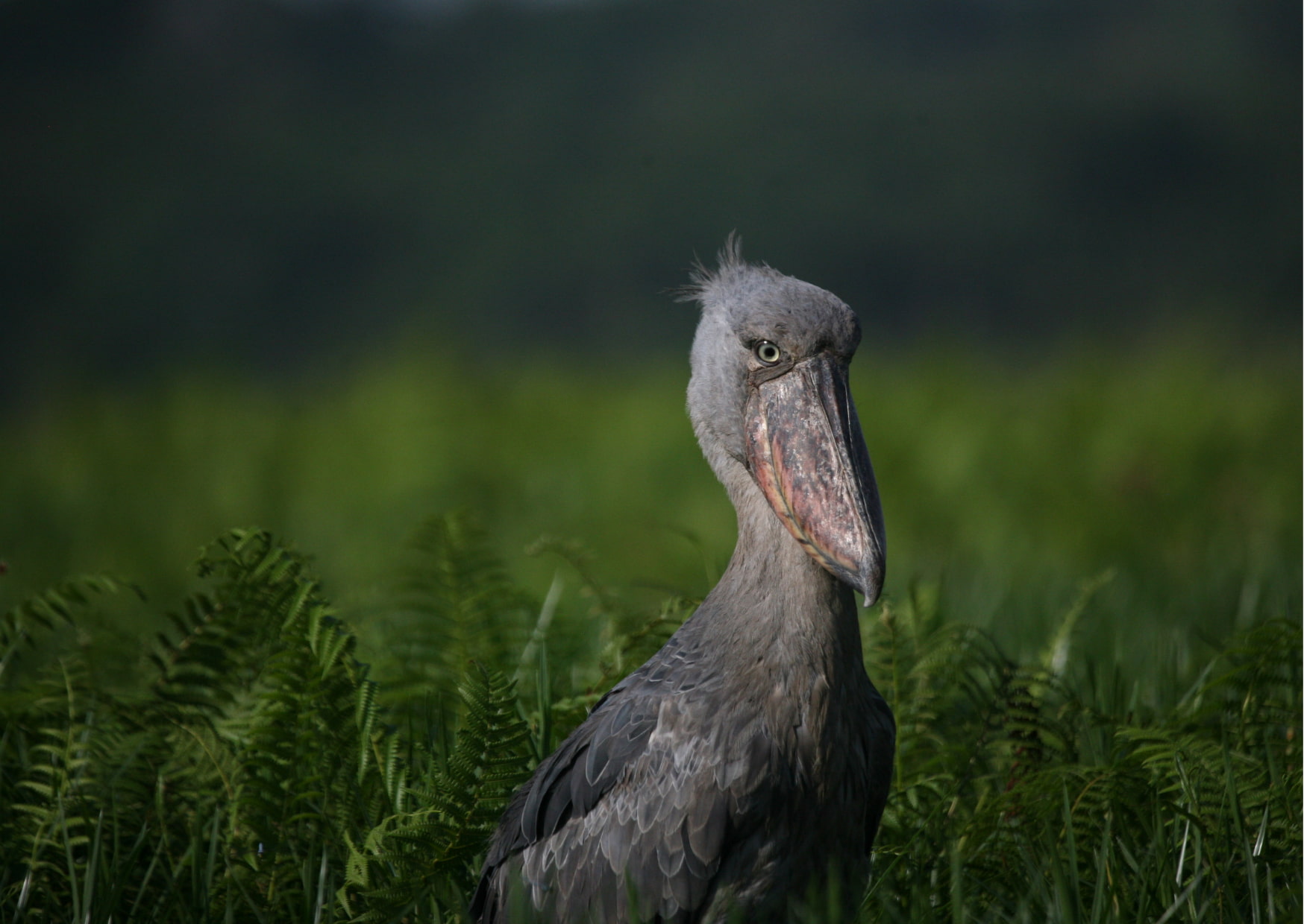 Birding Safaris