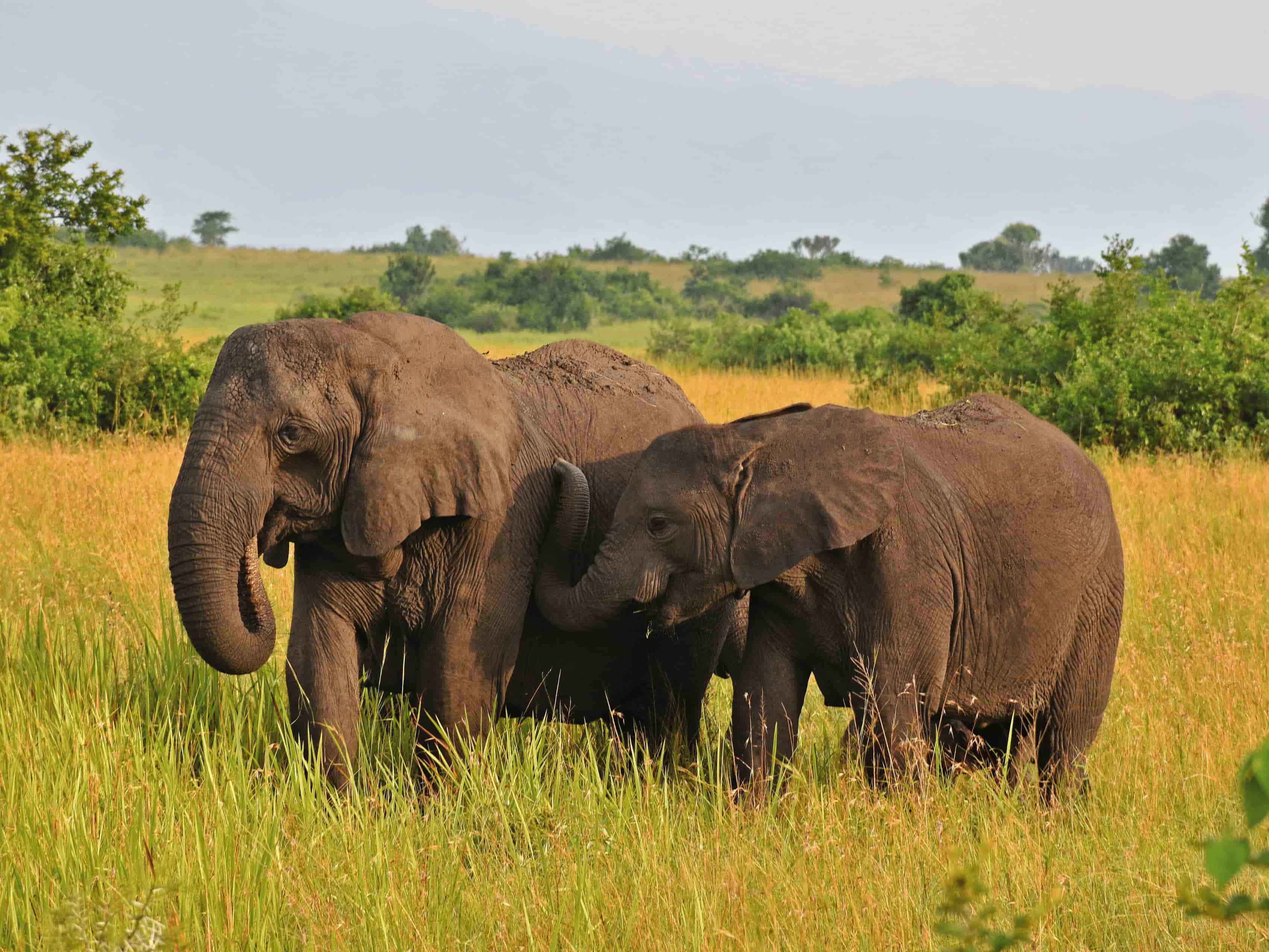 Wildlife Safari